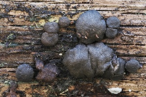  ( - FDS-CA-06331)  @11 [ ] by-nc (2025) Taye Bright Fungal Diversity Survey