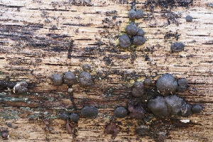  ( - FDS-CA-06331)  @11 [ ] by-nc (2025) Taye Bright Fungal Diversity Survey