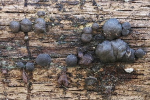  ( - FDS-CA-06331)  @11 [ ] by-nc (2025) Taye Bright Fungal Diversity Survey