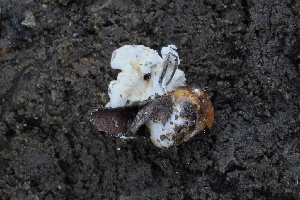  ( - FDS-CA-06334)  @11 [ ] by-nc (2025) Taye Bright Fungal Diversity Survey