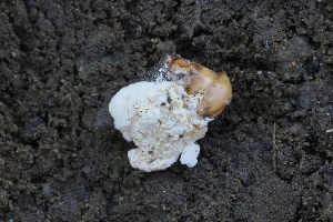  ( - FDS-CA-06334)  @11 [ ] by-nc (2025) Taye Bright Fungal Diversity Survey