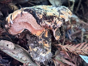  (Sarcodon indurescens - FDS-CA-08226)  @11 [ ] by-nc (2025) Damon Tighe Fungal Diversity Survey