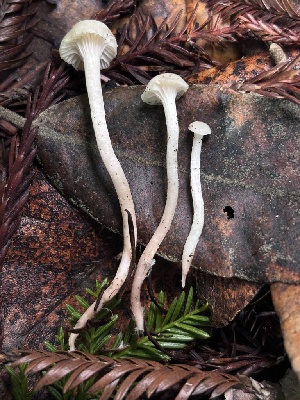  (Cuphophyllus - FDS-CA-08227)  @11 [ ] by-nc (2025) Damon Tighe Fungal Diversity Survey