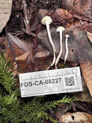  ( - FDS-CA-08227)  @11 [ ] by-nc (2025) Damon Tighe Fungal Diversity Survey