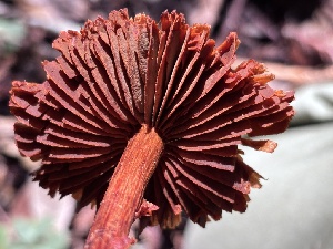  (Cortinarius californicus - FDS-CA-08228)  @11 [ ] by-nc (2025) Damon Tighe Fungal Diversity Survey