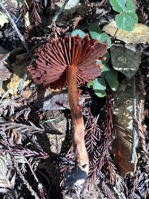  ( - FDS-CA-08228)  @11 [ ] by-nc (2025) Damon Tighe Fungal Diversity Survey