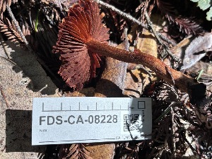  ( - FDS-CA-08228)  @11 [ ] by-nc (2025) Damon Tighe Fungal Diversity Survey