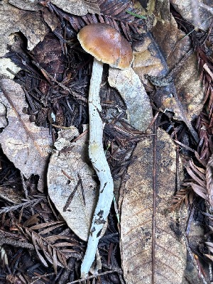  (Thaxterogaster - FDS-CA-08229)  @11 [ ] by-nc (2025) Damon Tighe Fungal Diversity Survey