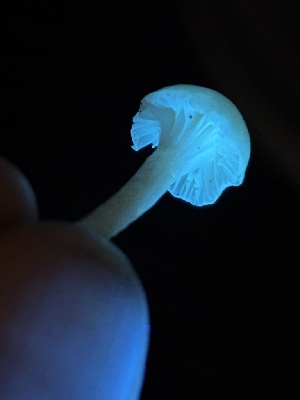  ( - FDS-CA-08227)  @11 [ ] by-nc (2025) Damon Tighe Fungal Diversity Survey