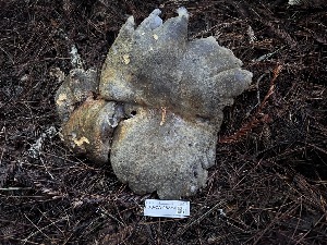  (Albatrellopsis flettii - FDS-CA-08239)  @11 [ ] by-nc (2025) Damon Tighe Fungal Diversity Survey