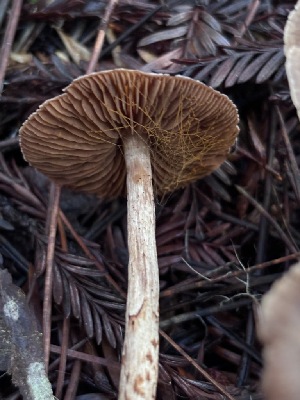  ( - FDS-CA-08236)  @11 [ ] by-nc (2025) Damon Tighe Fungal Diversity Survey