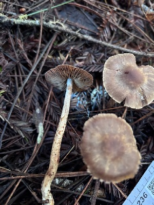  ( - FDS-CA-08236)  @11 [ ] by-nc (2025) Damon Tighe Fungal Diversity Survey
