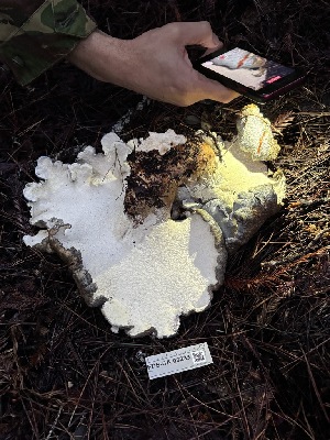  ( - FDS-CA-08239)  @11 [ ] by-nc (2025) Damon Tighe Fungal Diversity Survey