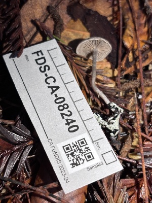  ( - FDS-CA-08240)  @11 [ ] by-nc (2025) Damon Tighe Fungal Diversity Survey