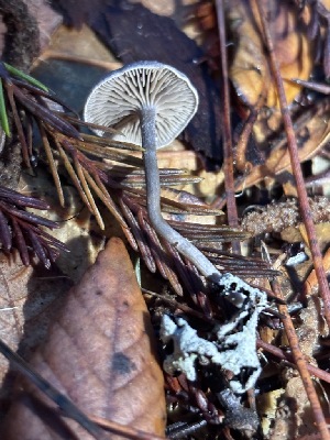  (Rhodocybe sp. CA01 x CA03 - FDS-CA-08240)  @11 [ ] by-nc (2025) Damon Tighe Fungal Diversity Survey