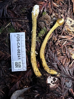  ( - FDS-CA-08241)  @11 [ ] by-nc (2025) Damon Tighe Fungal Diversity Survey
