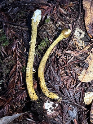  (Tolypocladium sp. capitatum-CA01 - FDS-CA-08241)  @11 [ ] by-nc (2025) Damon Tighe Fungal Diversity Survey
