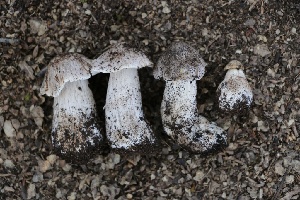  ( - FDS-CA-08748)  @11 [ ] c (2025) Marinna Grijalva Fungal Diversity Survey