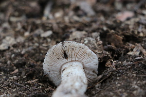  ( - FDS-CA-08748)  @11 [ ] c (2025) Marinna Grijalva Fungal Diversity Survey
