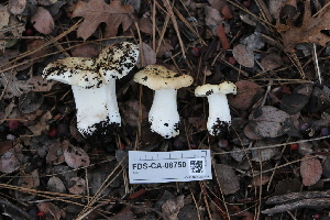  ( - FDS-CA-08750)  @11 [ ] c (2025) Marinna Grijalva Fungal Diversity Survey