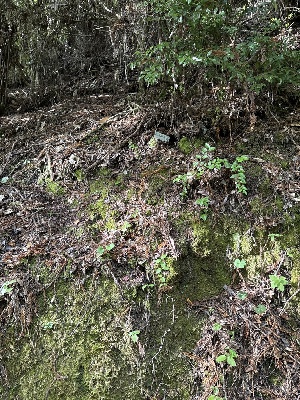  ( - FDS-CA-07194)  @11 [ ] by (2025) Justin Paulin Fungal Diversity Survey