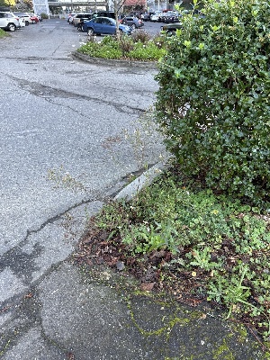  ( - FDS-CA-07197)  @11 [ ] by (2025) Justin Paulin Fungal Diversity Survey