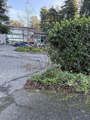  ( - FDS-CA-07197)  @11 [ ] by (2025) Justin Paulin Fungal Diversity Survey