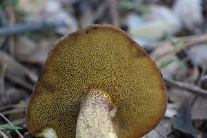 ( - FDS-CA-08793)  @11 [ ] c (2025) Marinna Grijalva Fungal Diversity Survey