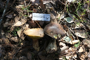  ( - FDS-CA-08793)  @11 [ ] c (2025) Marinna Grijalva Fungal Diversity Survey