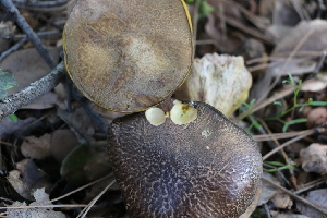  ( - FDS-CA-08793)  @11 [ ] c (2025) Marinna Grijalva Fungal Diversity Survey