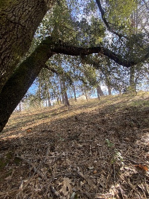  ( - FDS-CA-08754)  @11 [ ] c (2025) Marinna Grijalva Fungal Diversity Survey