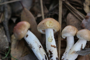  ( - FDS-CA-08754)  @11 [ ] c (2025) Marinna Grijalva Fungal Diversity Survey