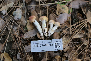 (Hygrophorus sp. CA09 - FDS-CA-08754)  @11 [ ] c (2025) Marinna Grijalva Fungal Diversity Survey