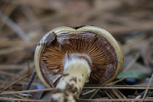  ( - FDS-CA-08792)  @11 [ ] c (2025) Marinna Grijalva Fungal Diversity Survey