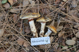  ( - FDS-CA-08792)  @11 [ ] c (2025) Marinna Grijalva Fungal Diversity Survey