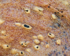  (Harknessia - FDS-CA-07170)  @11 [ ] by (2025) Justin Paulin Fungal Diversity Survey