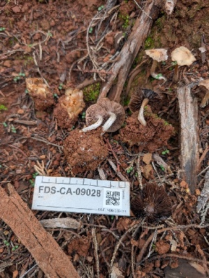  ( - FDS-CA-09028)  @11 [ ] by-nc (2025) Harte Singer Fungal Diversity Survey