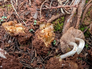  ( - FDS-CA-09028)  @11 [ ] by-nc (2025) Harte Singer Fungal Diversity Survey