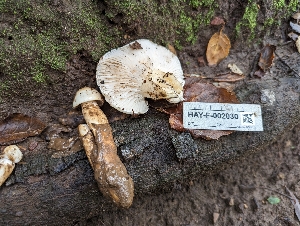  (Hygrophorus roseobrunneus - HAY-F-002030)  @11 [ ] Unspecified (default): All Rights Reserved (2023) Stu Pickell FunDiS