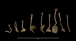  ( - FDS-CA-07183)  @11 [ ] by (2025) Justin Paulin Fungal Diversity Survey
