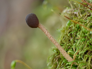  ( - FDS-CA-07183)  @11 [ ] by (2025) Justin Paulin Fungal Diversity Survey