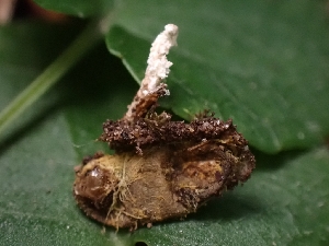  ( - FDS-CA-07133)  @11 [ ] by (2025) Mandy Hackney Fungal Diversity Survey