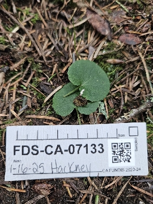  ( - FDS-CA-07133)  @11 [ ] by (2025) Mandy Hackney Fungal Diversity Survey