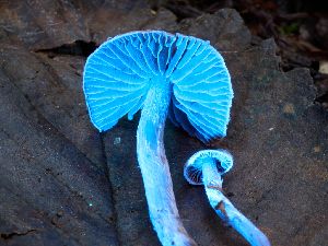  ( - FDS-CA-07465)  @11 [ ] by (2025) Justin Paulin Fungal Diversity Survey