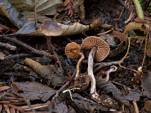  (Cortinarius sp. PNW18 - FDS-CA-07465)  @11 [ ] by (2025) Justin Paulin Fungal Diversity Survey
