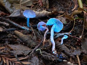  ( - FDS-CA-07465)  @11 [ ] by (2025) Justin Paulin Fungal Diversity Survey