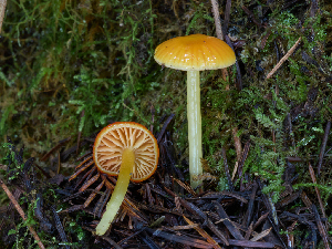  ( - FDS-CA-07175)  @11 [ ] by (2025) Justin Paulin Fungal Diversity Survey