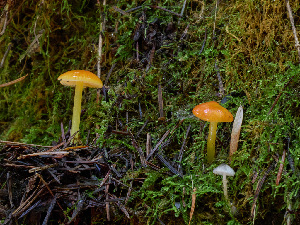  ( - FDS-CA-07175)  @11 [ ] by (2025) Justin Paulin Fungal Diversity Survey