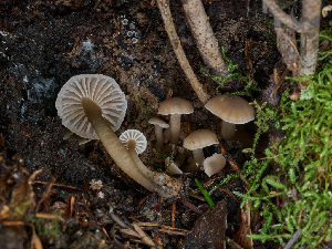  ( - FDS-CA-07194)  @11 [ ] by (2025) Justin Paulin Fungal Diversity Survey
