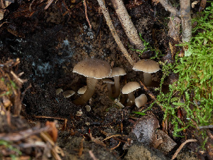  ( - FDS-CA-07194)  @11 [ ] by (2025) Justin Paulin Fungal Diversity Survey